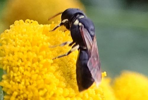 Réf. 268 714 : Hylaeus sp.